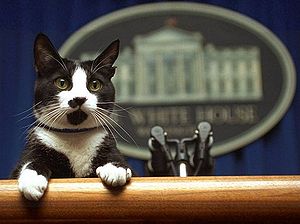 "I'm voting republican." Socks- The White House Cat